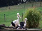 Pellicani? Pellicani?