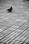 Piccione Piccione