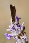 sfida sfida