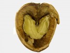 Cuore di noce Cuore di noce