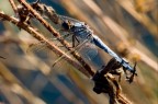 Libellula