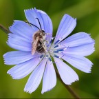 Come dormo bene sul radicchio!