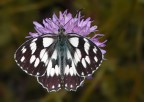 Melanargia galathea Melanargia galathea