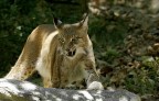 Renzo-Lince Renzo-Lince