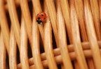 Sweet Coccinella Sweet Coccinella