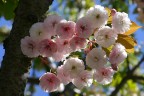 Ciliegio da fiore in primavera Ciliegio da fiore in primavera
