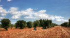 l'oro della Puglia l'oro della Puglia