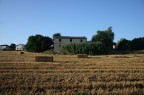 campo di grano