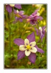 I fiori della Valsesia I fiori della Valsesia