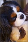 Tobia e il peluche Tobia e il peluche