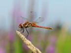 libellula libellula