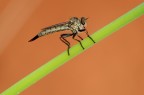 asilide asilide