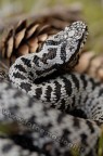 Vipera Berus - una mia passione Vipera Berus - una mia passione