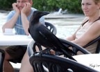 Occupato!!! Occupato!!!