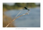 Libellula Libellula