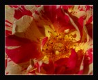 Verso il cuore Verso il cuore