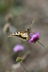 Papilio Papilio