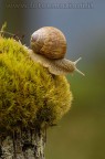Un Lumacone Un Lumacone