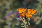 Farfallina Farfallina