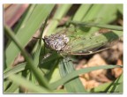 cicala cicala