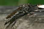 asilide