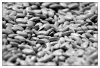 Zen contadino Zen contadino