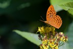 Argynnis Paphia