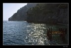 Stelle marine Stelle marine
