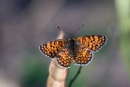 Mellicta athalia Mellicta athalia
