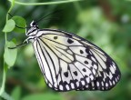 idea leuconoe idea leuconoe