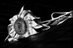 In memory of flower In memory of flower