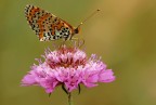FIORE DI FARFALLA FIORE DI FARFALLA
