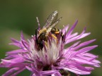 Nettare, pistilli e zampe.. Nettare, pistilli e zampe..