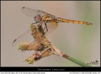 Trithemis annulata - Maschio Immaturo