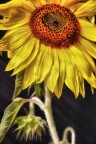 SunStillFlower SunStillFlower