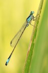 Damigella Damigella