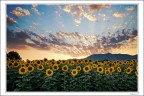 Girasoli al tramonto (del giorno dopo) Girasoli al tramonto (del giorno dopo)