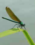 Calopterix splendens Calopterix splendens