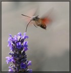 Macroglossum Stellatarum