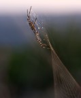 SpiderSide SpiderSide