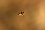 In volo... In volo...