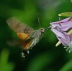 colibrì colibrì