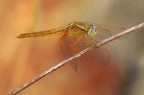 libellula dorata