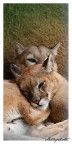 Amor.. Amor..