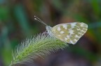 Pontia edusa Pontia edusa