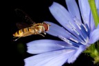 Sirfide in volo Sirfide in volo