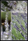 Lavanda Lavanda