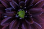 La Sera Del Fiore