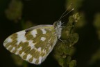 Pontia edusa Pontia edusa