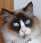 occhi di gatto occhi di gatto